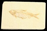 Detailed, Knightia Fossil Fish - Wyoming #78320-1
